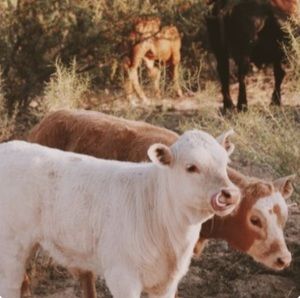 Meet your Posher, Livia